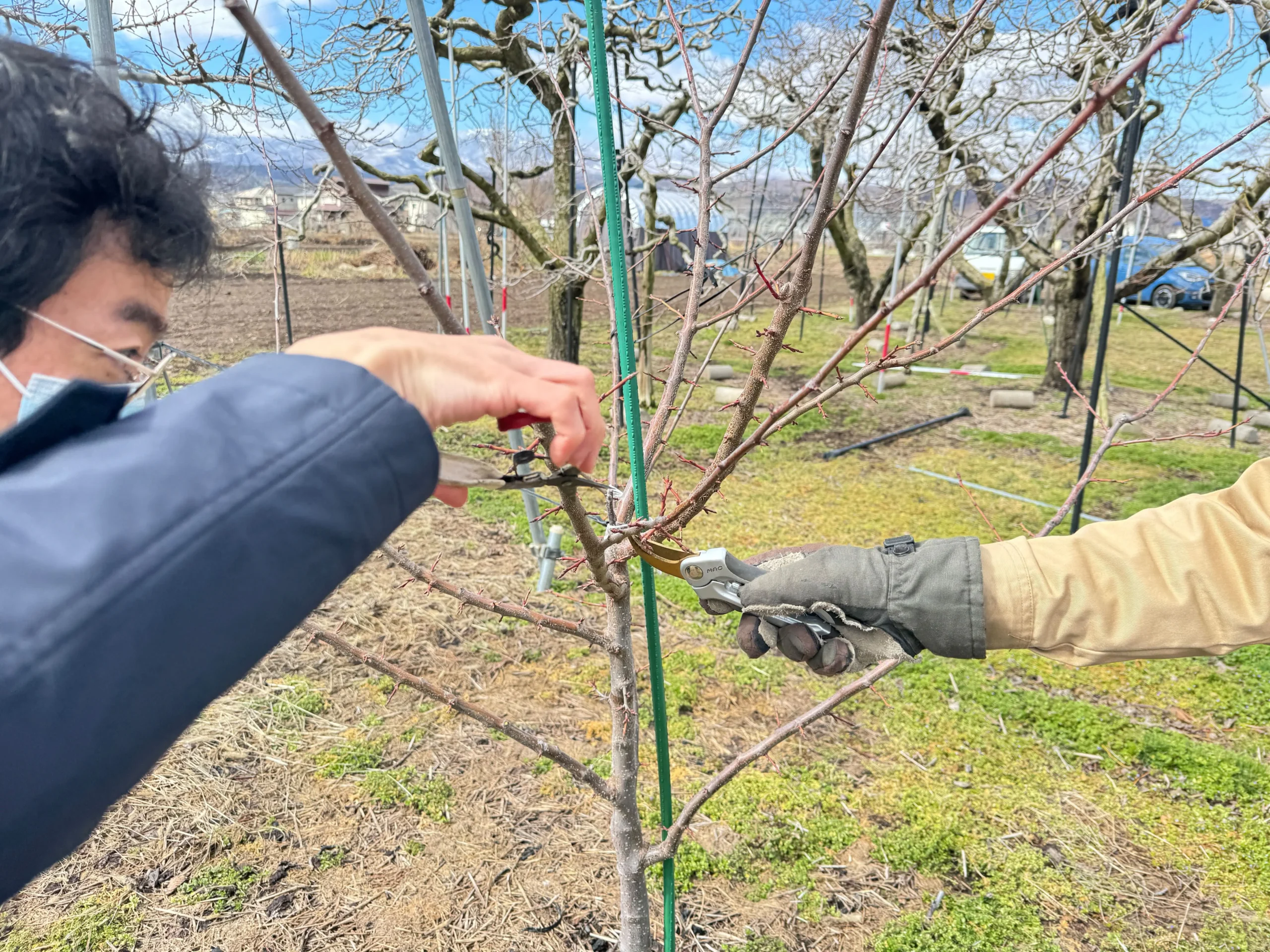 プルーンの剪定は認知症予防効果あり！？頭を使う作業だった