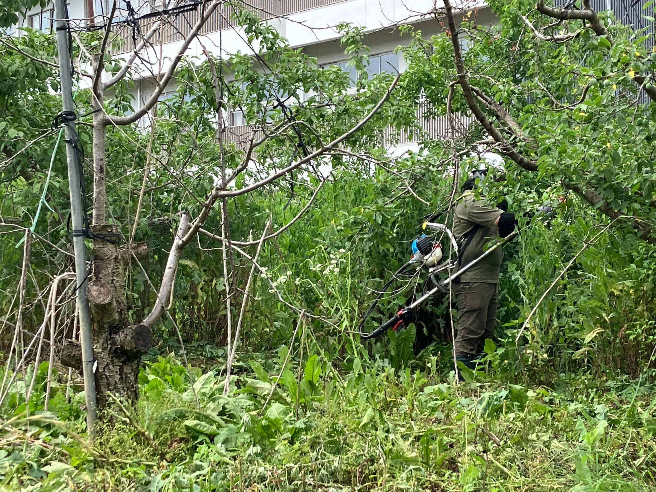 プルーンの夏場の草刈りは除草剤を使わないと必須です